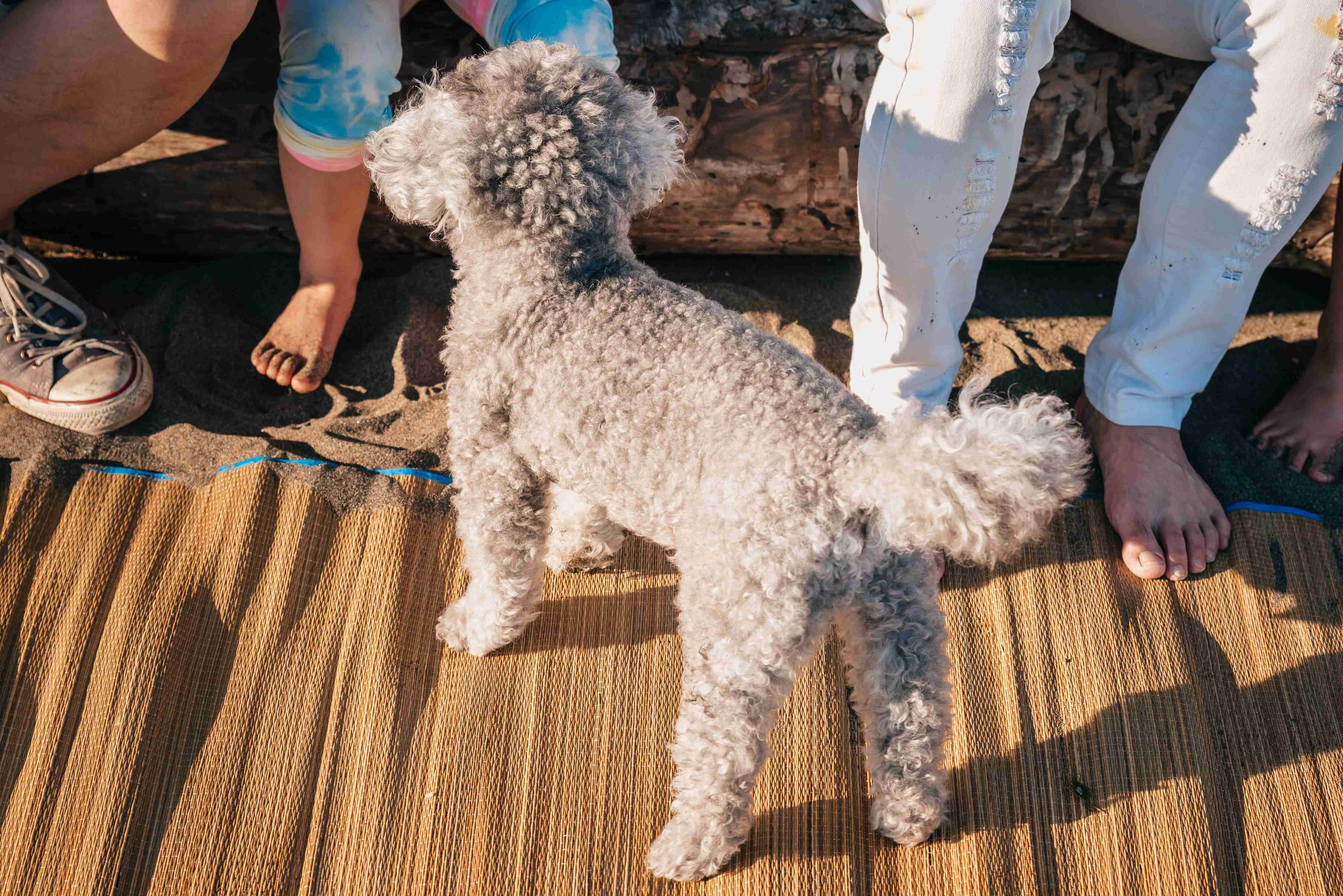 Did you encounter any behavioral issues during the first two weeks with your Poodle puppy?